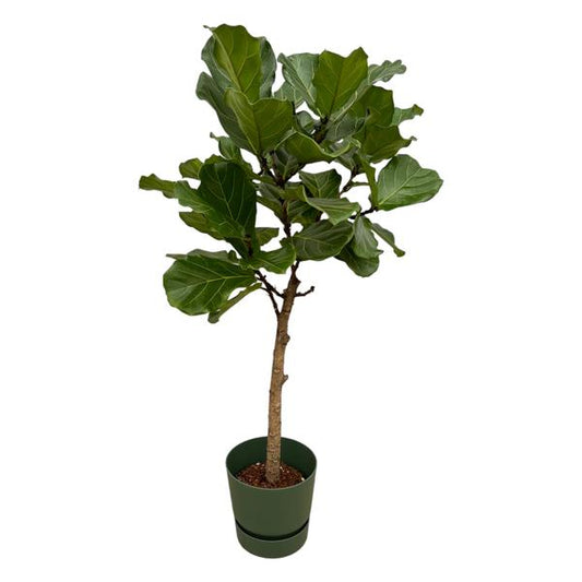 Tronc Ficus Lyrata incluant elho Greenville Rond vert - 160 cm - Ø30