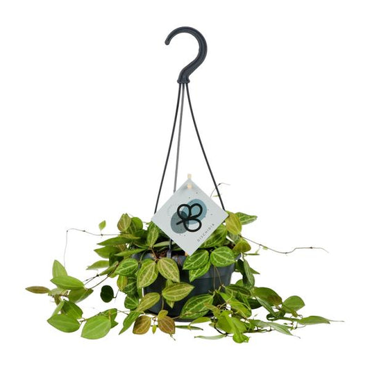 Dischidia ovale - Ø14cm - ↕40cm