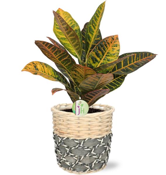 Codiaeum Petra - Ø17cm - ↕45cm + Pot Lexi D19x19cm - Gris