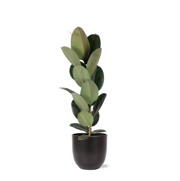 Ficus Elastica Robusta - Ø21cm - ↕90cm en pot Boule ANTHRACITE