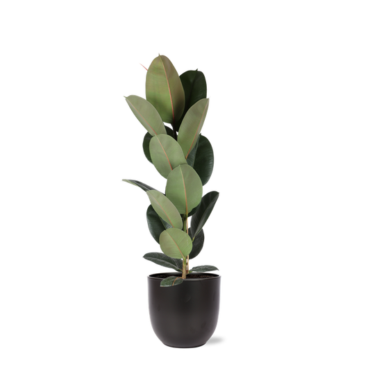 Ficus Elastica Robusta - Ø21cm - ↕90cm in Boule ANTRACIET pot