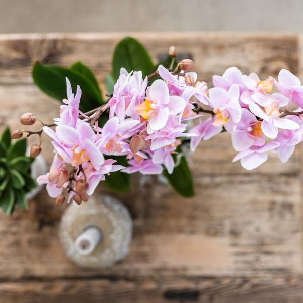 Orchidées colibris | Ensemble de plantes Floral Blush rose petit| Plantes vertes avec orchidée Phalaenopsis dans des pots décoratifs rose Floral Blush et un plateau blanc