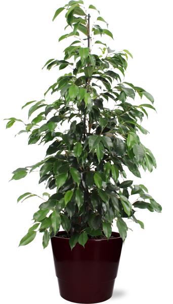 Ficus benjamina Danielle - Ø21cm - ↕95cm + Pot Basic D22x19cm - Bordeaux