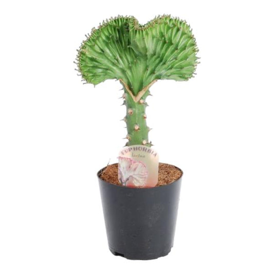 Euphorbia lactea Cristata vert - 35 cm - ø12