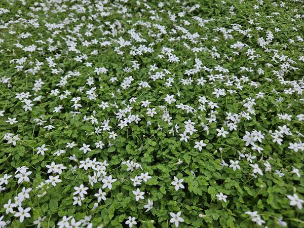 Isotoma fluviatilis 'Alba' - ↕10-25cm - Ø9cm - 40x
