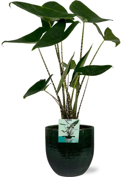 Alocasia Zebrina - Ø19cm - ↕75cm + Pot Jolin D20x18cm - Vert