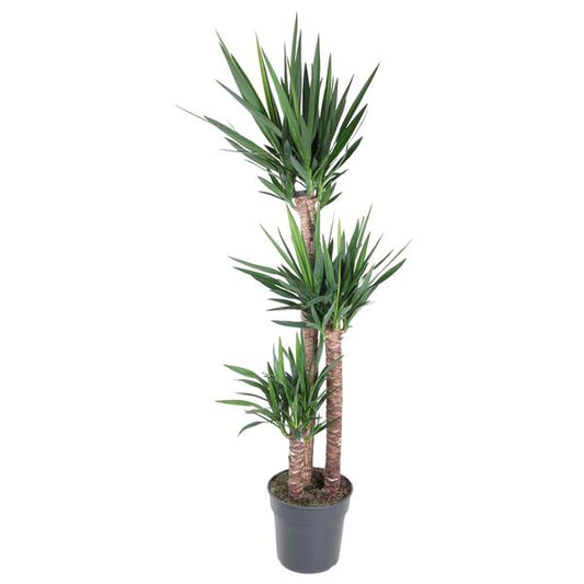 Yucca Éléphantipe - 170 cm - ø31