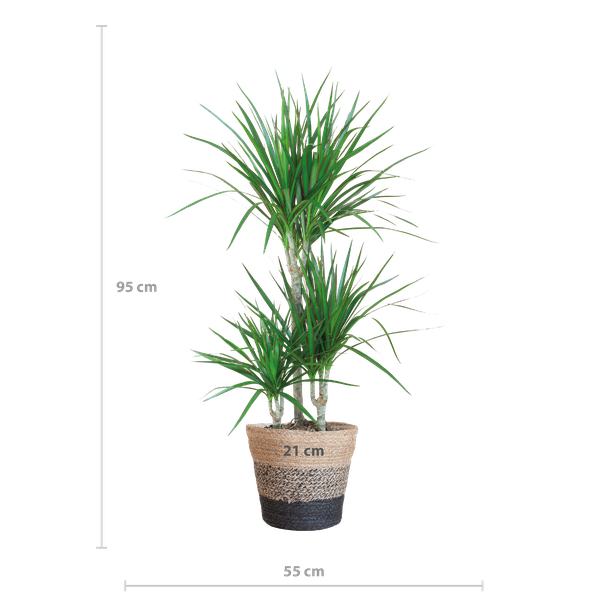Dracaena Marginata avec panier Lisbon noir - 95cm - Ø21