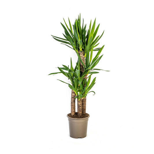 Yucca Éléphantipes Ø21cm - ↕100cm