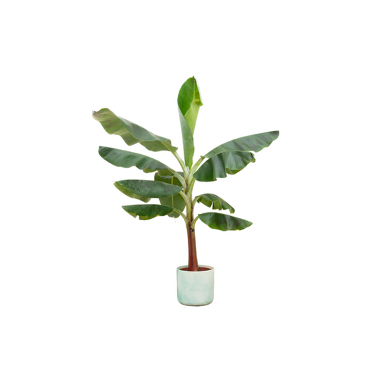 Offre combinée - Bananier (Musa) dont Ocean Round vert pacifique Ø22 - 120 cm