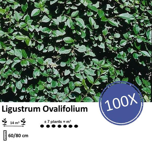 Ligustrum Ovalifolium - Racine nue - 60/80 - 100x