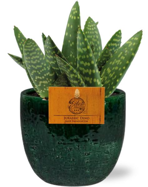 Aloe Paradisicum - Ø10,5cm - ↕15cm + Pot Jolin D11x12cm - Vert