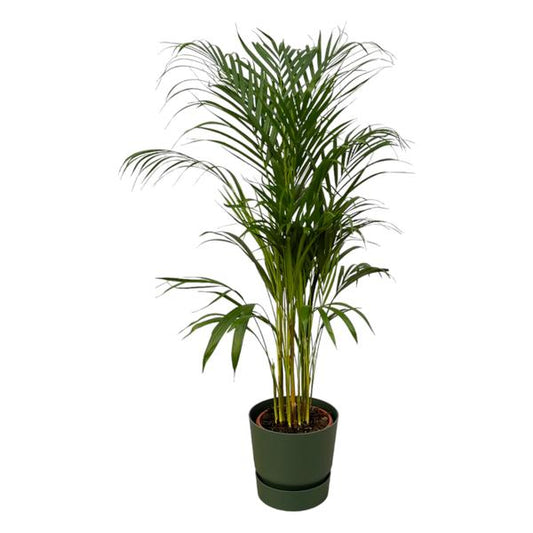 Palmier Areca - ↨110cm - Ø21cm dont elho Greenville Round vert D24xH23