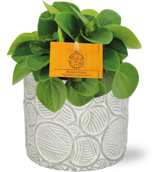 Peperomia Rana Verde - Ø11cm - ↕15cm + Stone Pot Circles D12x10cm - Wit