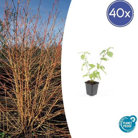 Cornus chantait. 'Orange d'hiver d'Anny' - ↕10-25cm - Ø9cm - 40x
