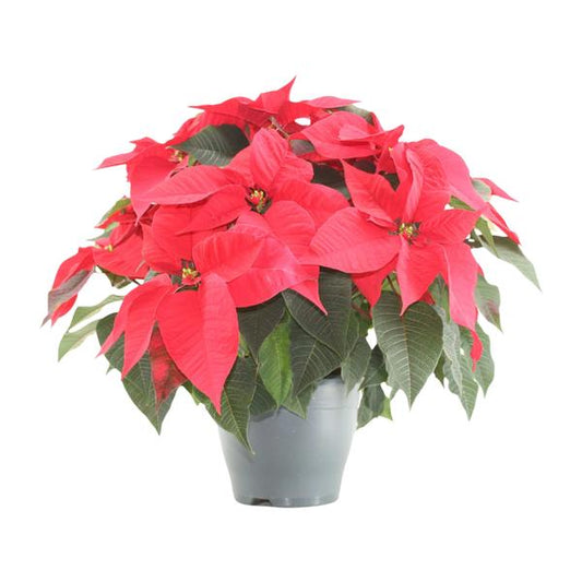 Poinsettia Xmas Feeling (rood) - Ø21cm - ↕50cm