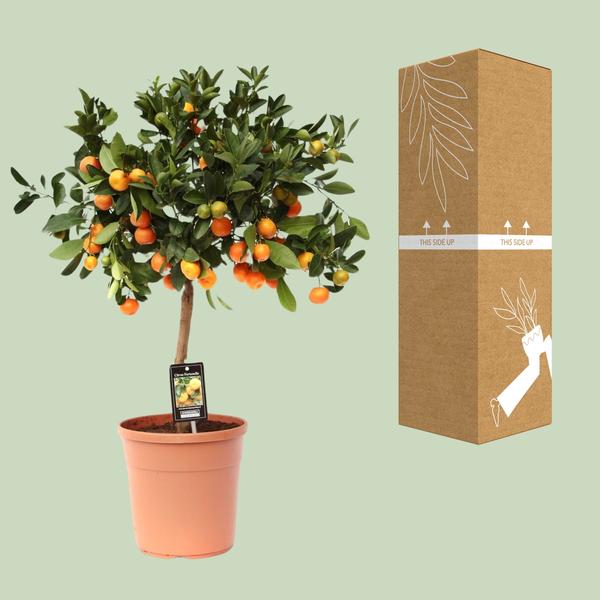 Calamondin aux agrumes - Ø22cm - ↕80cm