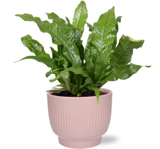 Microsorum Crocodyllus - Ø12cm - ↕30cm + Potenza Rib Pot D13x11cm - Roze