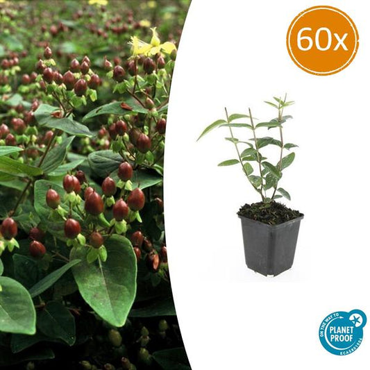 Hypericum inodorum 'Rheingold' - ↕10-25cm - Ø9cm - 60x