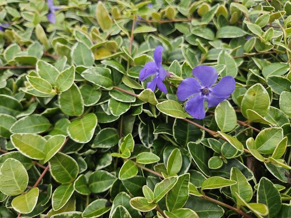 Vinca minor 'Ralph Shugert' - ↕10-25cm - Ø9cm - 40x