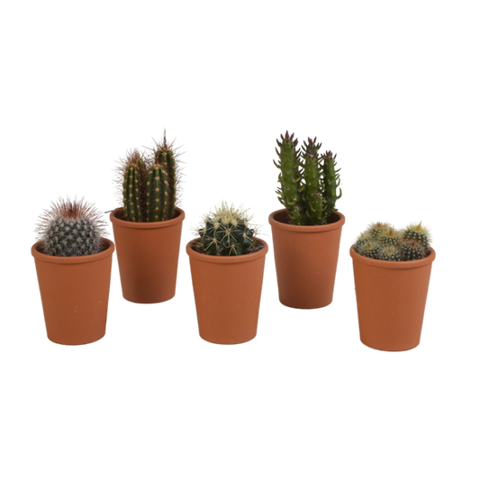 Cactus mix 5.5 cm - 5x - in terracotta pot