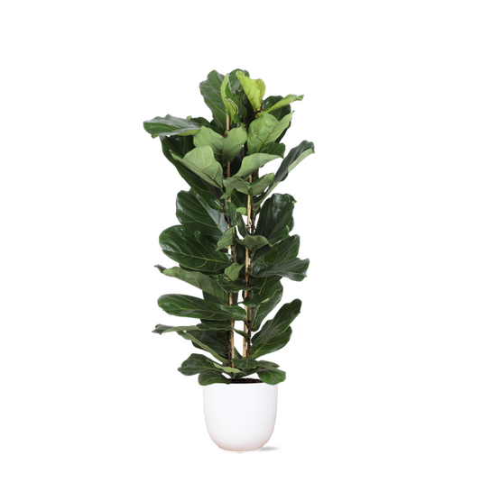 Ficus Lyrata Ø27cm ↕140cm in Boule WIT pot