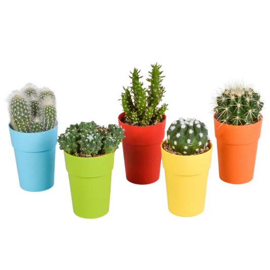 Cactus mix 5.5 cm - 5x - in gekleurde plasticpot
