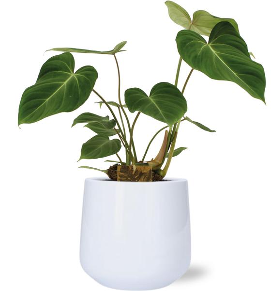 Philodendron Gloriosum - Ø15cm - ↕40cm + Puglia Pot D16,5/18x16cm - Wit