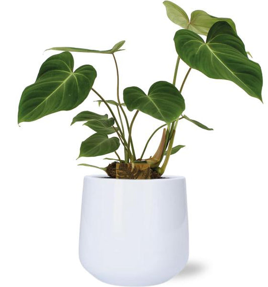 Philodendron Gloriosum - Ø15cm - ↕40cm + Puglia Pot D16,5/18x16cm - Wit