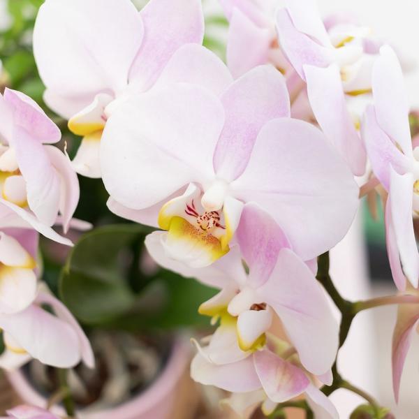 Kolibri Orchids | Roze Phalaenopsis orchidee – Andorra + Gold foot sierpot roze – potmaat Ø9cm – 35cm hoog | bloeiende kamerplant in bloempot - vers van de kweker