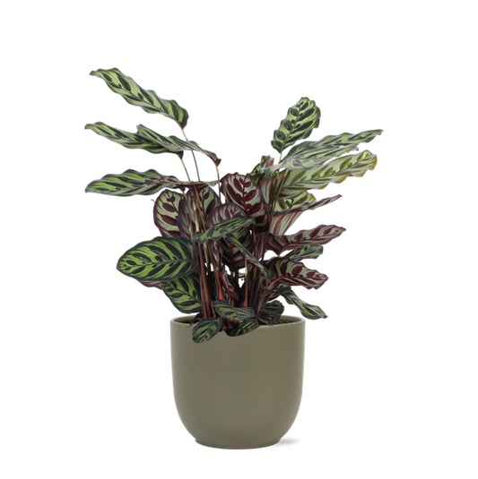 Calathea Makoyana Ø21cm - ↕70cm en pot Boule OLIVE