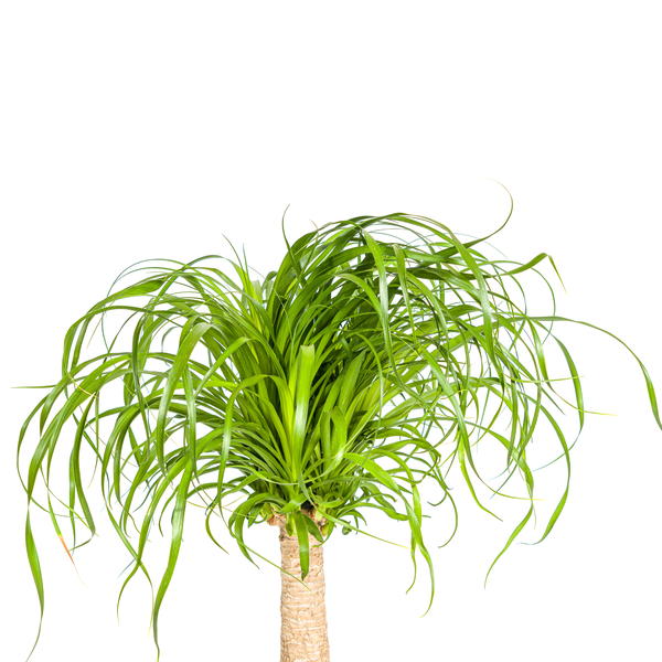 Beaucarnea Recurvata Stam Ø21cm - ↕70cm