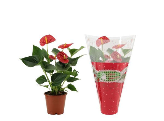 Anthurium Success Red In Christmas Sleeve - Ø12cm - ↕36cm