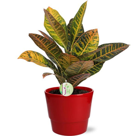 Codiaeum Petra - Ø17cm - ↕45cm + Pot Basic D18x15cm - Rood