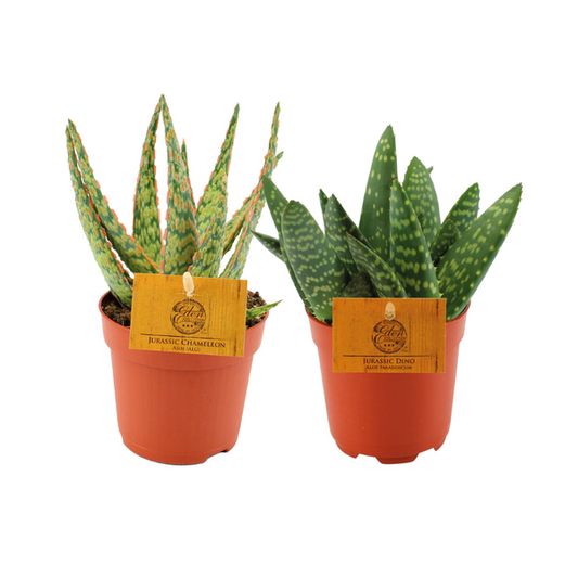 Aloe Duo - 2 pièces - Ø10,5cm - ↕15cm