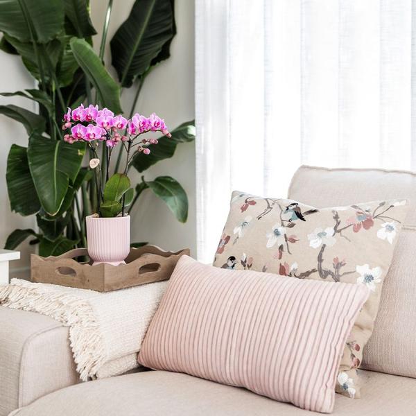Orchidées colibris | Ensemble de plantes Floral Blush rose petit| Plantes vertes avec orchidée Phalaenopsis dans des pots décoratifs rose Floral Blush et un plateau blanc