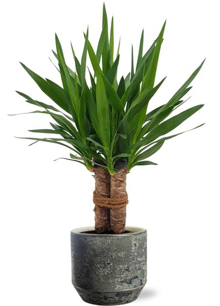 Yucca "Tres Cañas" - Ø19cm - ↕70cm + Pot Lars D20x18cm - Gris