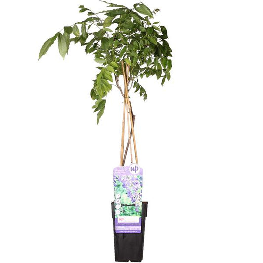 Glycine sinensis 'Prolific' - Glycine - Ø15cm - ↕65cm