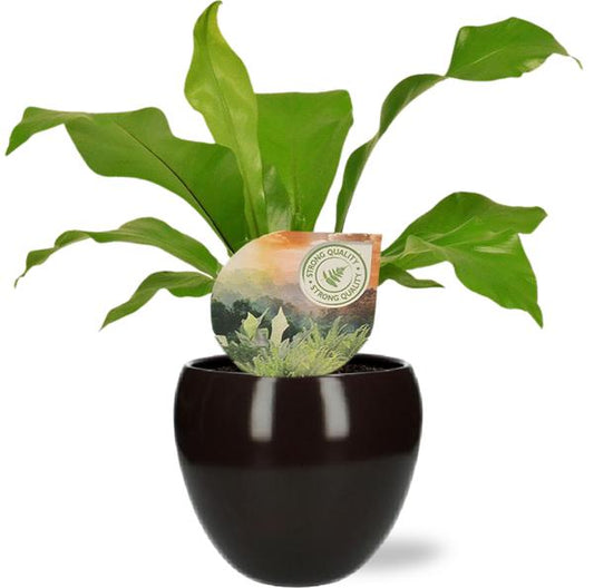 Asplenium Nidus - Ø12cm - ↕35cm +  Bowl Pot D13/14.5x13cm - Zwart