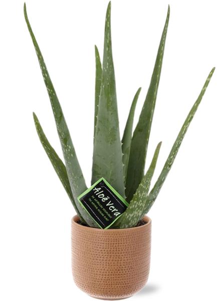 Aloe Vera - Ø12cm - ↕40cm + Pot Aresso D13x12,5cm - Marron
