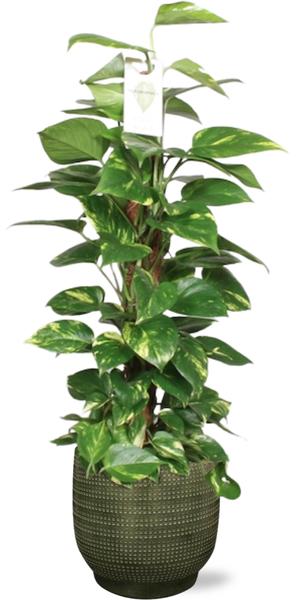 Epipremnum Aureum Mosstok - Ø19cm - ↕80cm + Lykke Pot D21x20cm - Groen