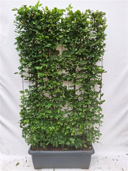Carpinus Betulus - Haie de hêtre - Haie prête à l'emploi - 120 x 180 cm