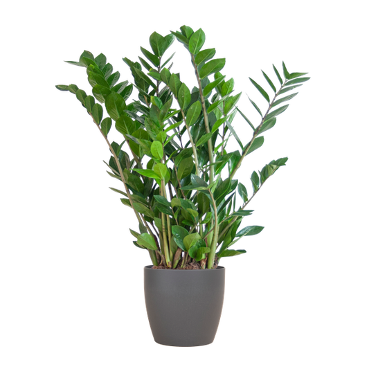 Zamioculcas Zamiifolia avec Viber gris - 80cm - Ø21