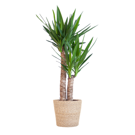 Yucca Elephantipes avec panier Sofia naturel - 90cm - Ø21