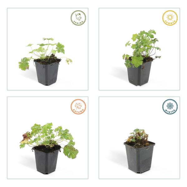 Geranium cant. 'Biokovo' - ↕10-25cm - Ø9cm - 60x