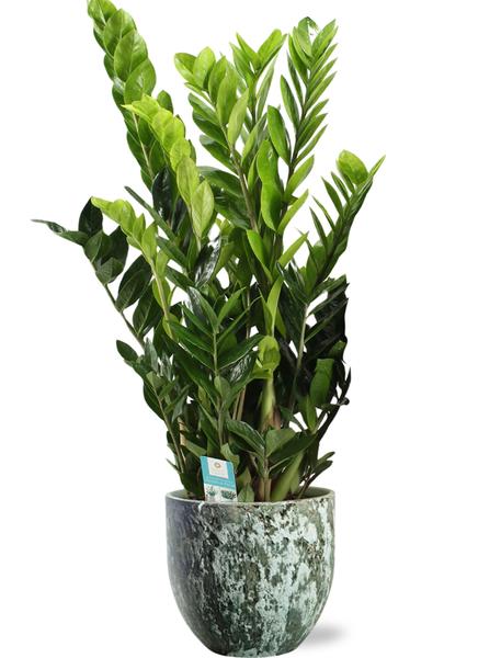Zamioculcas Zamiifolia - Ø21cm - ↕95cm + Pot Sem D24x22cm - Vert