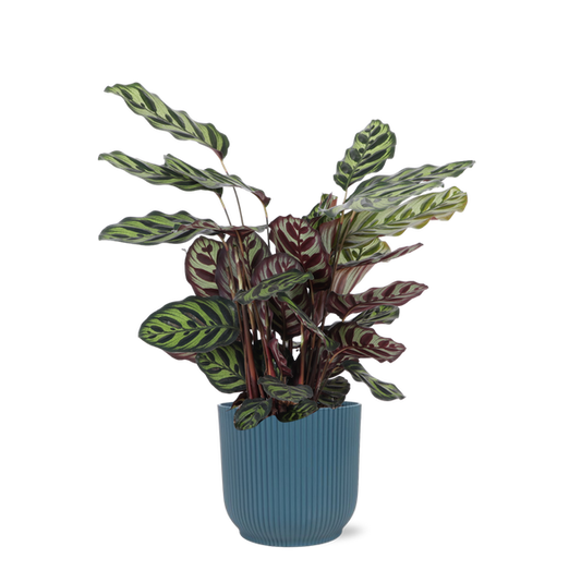 Calathea Makoyana Ø21cm - ↕70cm en pot Vibes BLEU