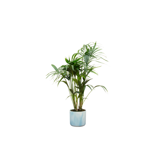 Offre combinée - Palmier Kentia avec elho Ocean Round bleu atlantique Ø22 - 130 cm