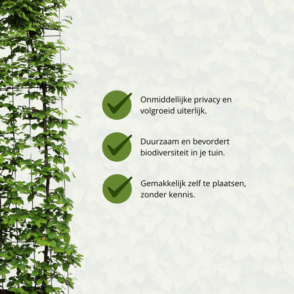 Carpinus Betulus - Haie de hêtre - Haie prête à l'emploi - 120 x 180 cm