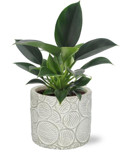 Philodendron Green Princess - Ø12cm - ↕25cm + Stone Pot Circles D13x11,5cm - Wit